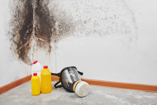 Best Residential Mold Removal  in Edisto, SC