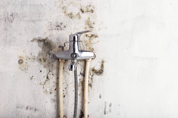 Best Mold Removal Company Near Me  in Edisto, SC