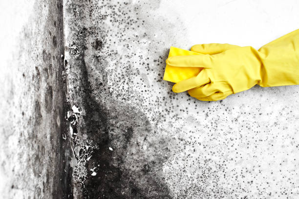 Best Mold Testing and Removal  in Edisto, SC