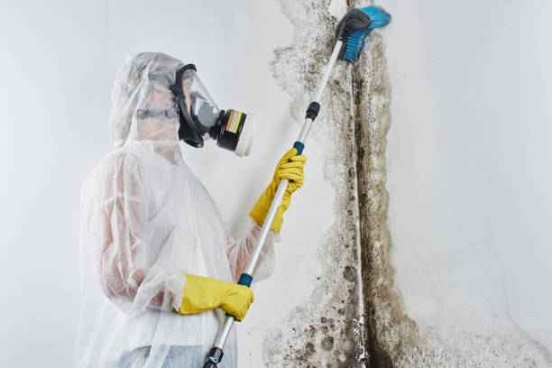 Certified Mold Removal in Edisto, SC