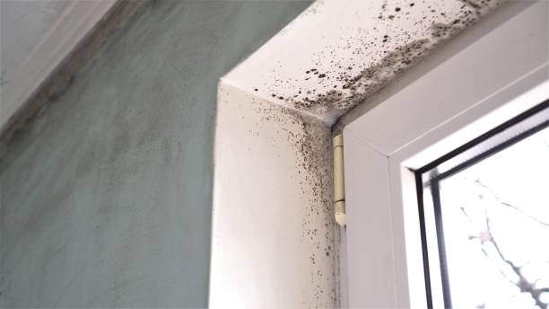 Mold Testing and Removal in Edisto, SC