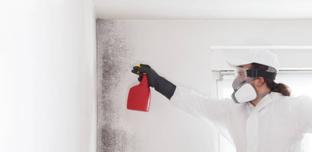 Best Mold Damage Repair  in Edisto, SC