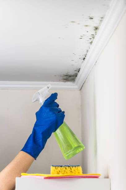 Best Crawl Space Mold Removal  in Edisto, SC