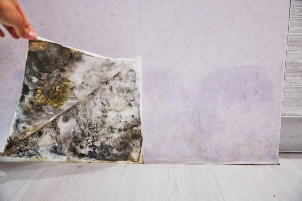 Best Certified Mold Removal  in Edisto, SC